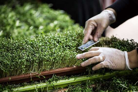 "ההגדרה של נבט היא שאסור שיהיו בו יותר משני עלים". אדנית נבטים // צילום: איתיאל ציון